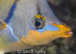 beautiful butterflyfish by Geoff Spiby 
